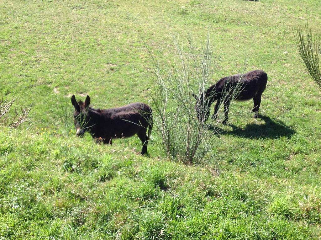 Il Ciliegio Selvatico Verbania Exterior foto